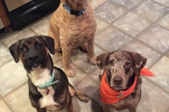 dyer-septic-harrison-maine-dogs